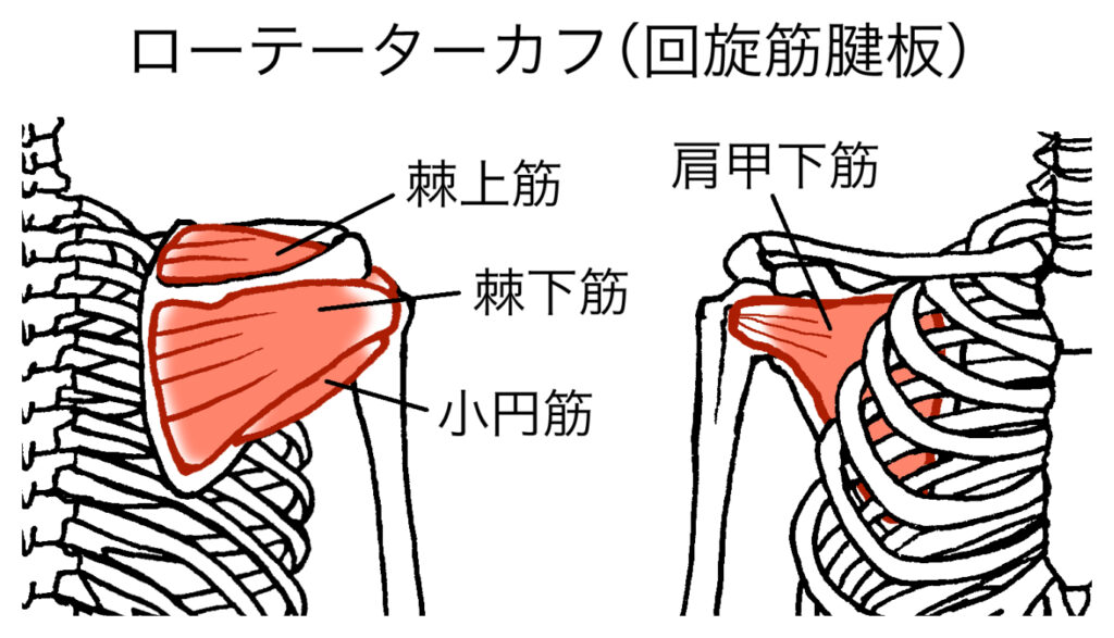 自力で外旋運動をすると棘下筋（きょっかきん）という腱板の筋肉が働きます。棘下筋を含めた腱板の働きは肩関節を安定化させることです。