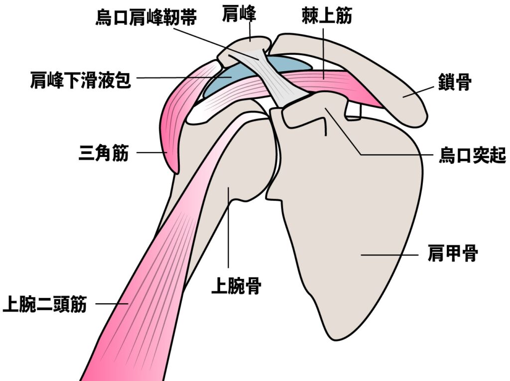 腱板疎部（けんばんそぶ）は 烏口突起（うこうとっき）と上腕骨を繋いでいます。